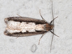 Leptocroca sanguinolenta