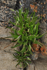 Plantago maritima juncoides
