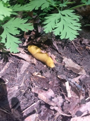 Ariolimax dolichophallus