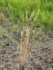 Hordeum pusillum