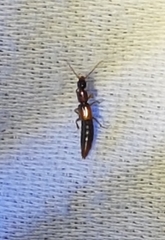 Sunius melanocephalus