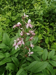 Dictamnus dasycarpus