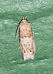 Notocelia rosaecolana