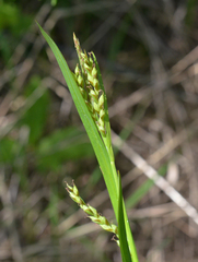 Carex hendersonii