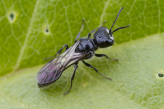 Pemphredonina