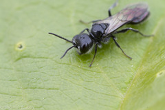 Pemphredonina