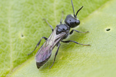 Pemphredonina