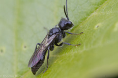 Pemphredonina