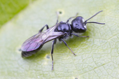 Pemphredonina