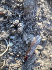 Camponotus novaeboracensis