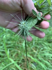 Echinopogon