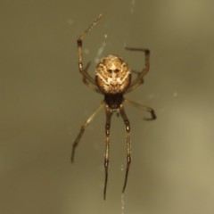 Parasteatoda tepidariorum