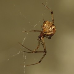 Parasteatoda tepidariorum