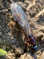 Camponotus novaeboracensis