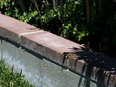 Sceloporus occidentalis
