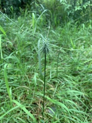 Echinopogon
