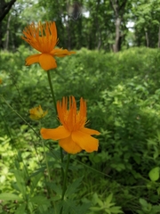 Trollius chinensis