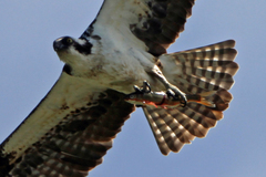 Mylocheilus caurinus