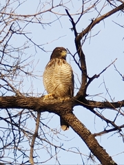 Rupornis magnirostris