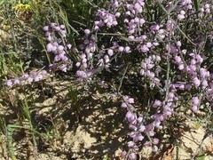 Muraltia scoparia