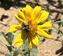Heteranthidium