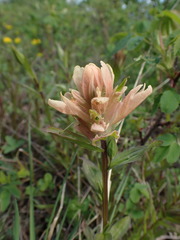 Castilleja rhexiifolia
