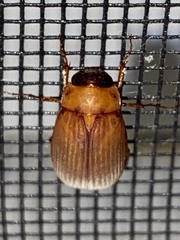 Nipponoserica