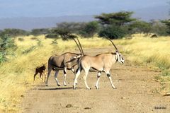 Oryx beisa beisa