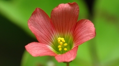 Oxalis tetraphylla