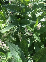Symphytum officinale