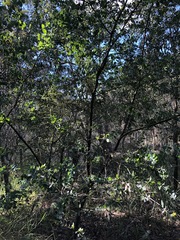 Acacia podalyriifolia