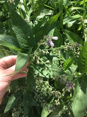 Symphytum officinale