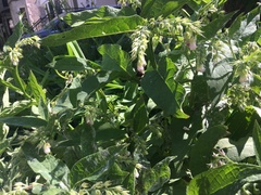 Symphytum officinale