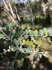 Acacia podalyriifolia