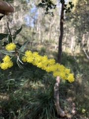 Acacia podalyriifolia
