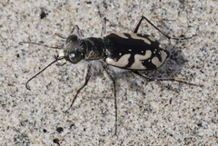 Cicindela latesignata
