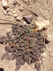 Pedicularis semibarbata