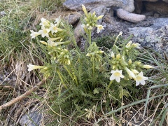 Polemonium brandegeei