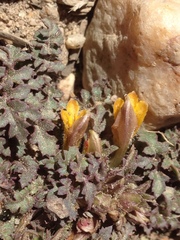 Pedicularis semibarbata