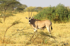 Oryx beisa beisa