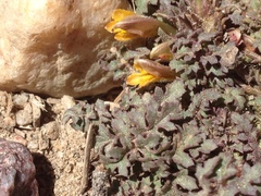 Pedicularis semibarbata