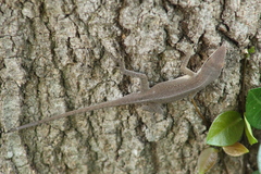 Anolis carolinensis