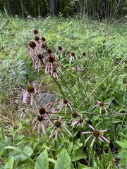 Echinacea laevigata