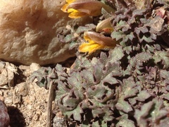 Pedicularis semibarbata