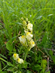 Linaria vulgaris