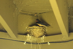 Hirundo rustica