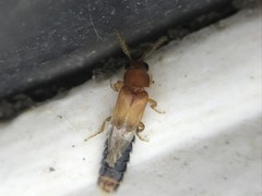 Distremocephalus texanus