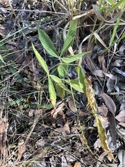 Flemingia parviflora