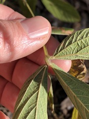 Flemingia parviflora