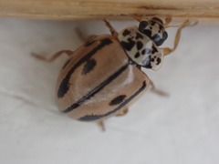 Mulsantina